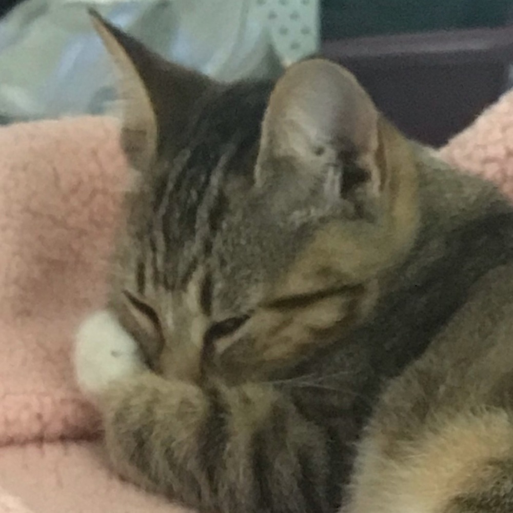 Meet your Posher, Ava